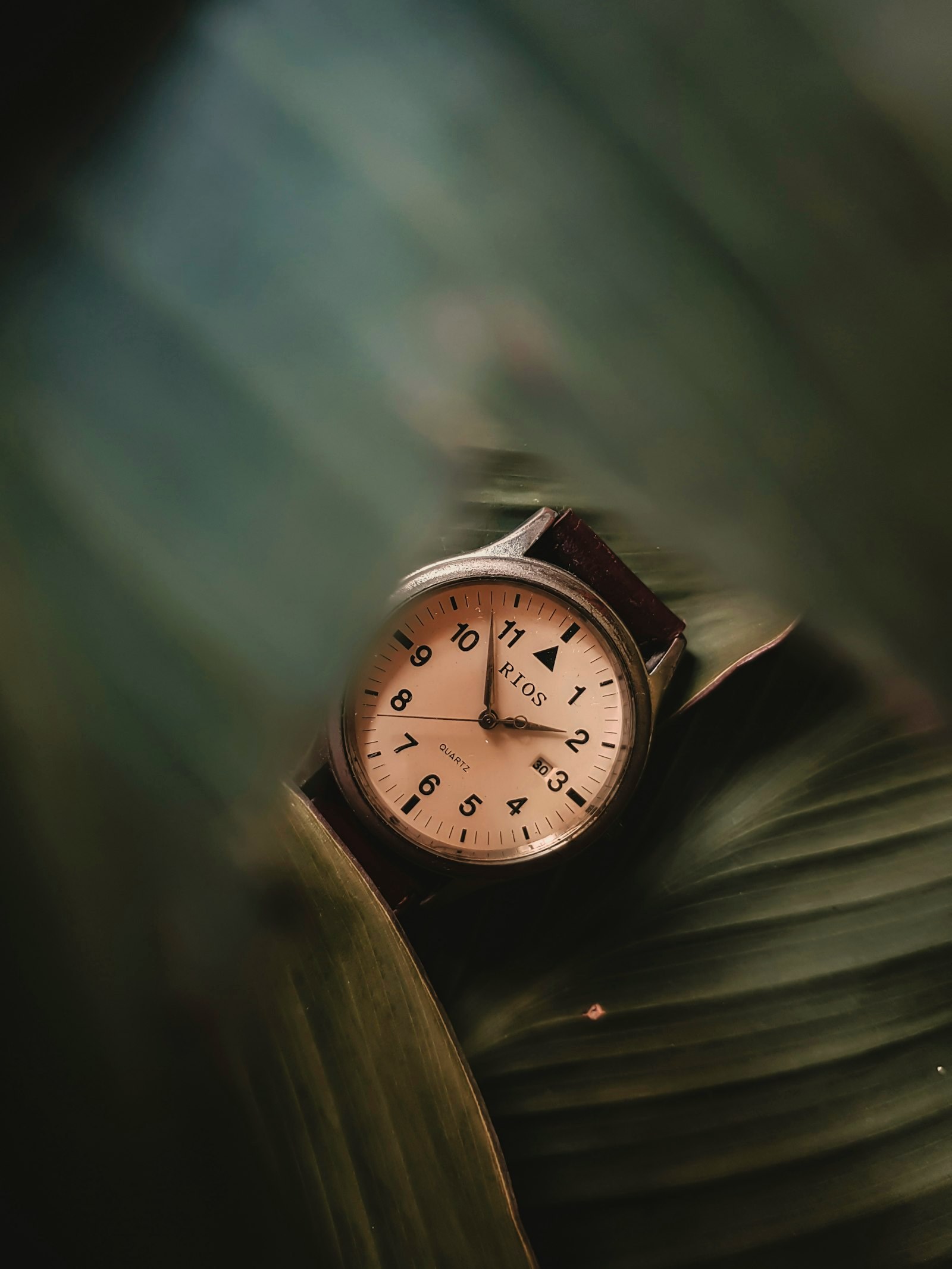 A field watch seen through green foliage