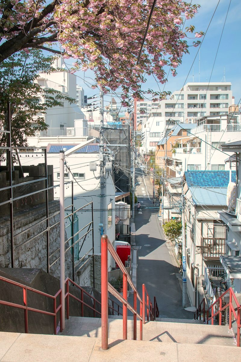 A Tokyo residential street seen from shrine stairs under cherry blossom